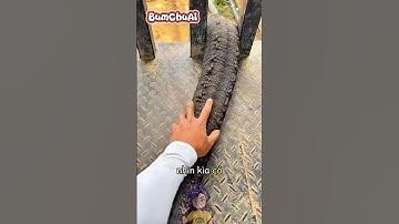 Con Rắn Khổng Lồ Sẽ Cắn Những Ai Không Like 😱🐍