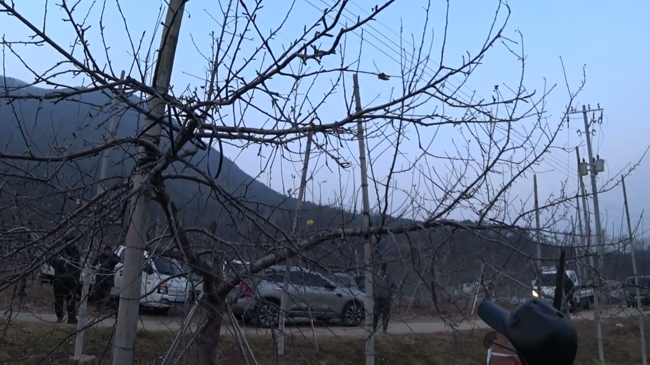 2025 01 21 감홍 마루바 구로다