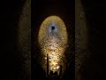 Funnel Web Spider POV: Inside a Silk Tunnel Trap | Micro Camera Simulation