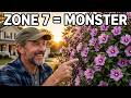 Rose of Sharon Why Zone 7 Makes It a MONSTER Zones 5 9 Explained