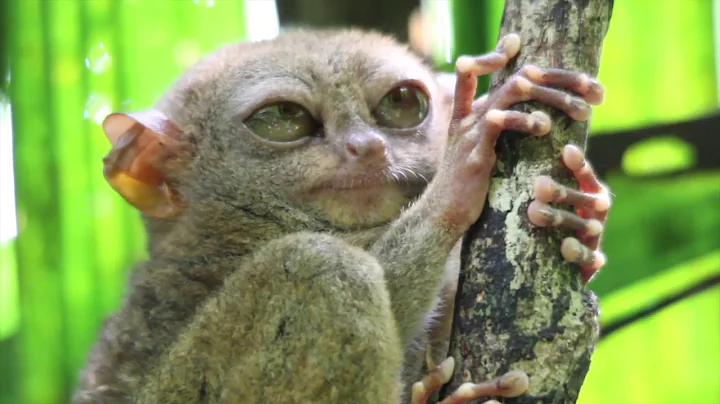 #MammalMonday: The Tarsier