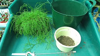 Re Potting Rhipsalis cassutha Epiphytic Cactus Plant & sharing Tips  Rhipsalis baccifera