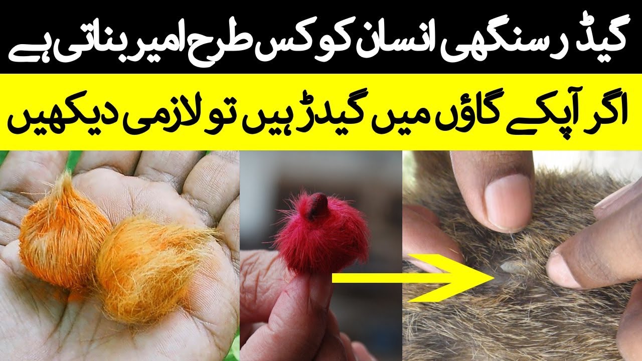 Gidar Singhi Ki Haqeeqat Aur Asraat YouTube gidar-singhi-ki-haqeeqat-aur-asraat-youtube