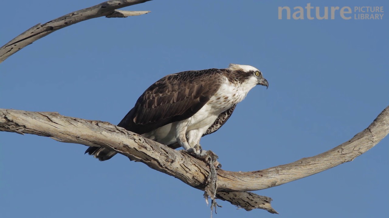 footage of chernobyl Osprey feeding on a fish, perched on a dead branch, Bolsa Chica Ecological Reserve, California, USA,