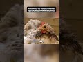 Курица РАЗГОВАРИВАЕТ с яйцами 🥚🐔 И они ОТВЕЧАЮТ #роды #животные #рождение