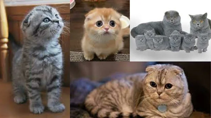 Watch the video about Scottish Fold munchkin | Funniest Cute Litle Animals|Compilation|Lulu |Chatons MiGnons| Lovely Cats