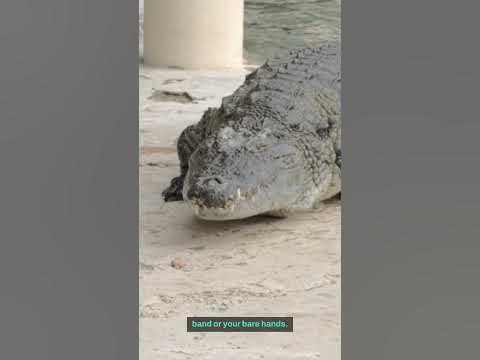 Saltwater Crocodiles: The Strongest Bite Force in the Worlds #shorts #