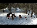 Deer 3-07-2026 1:58 PM
