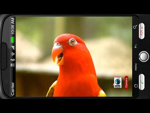 Wonderful Red Parrot Chatter