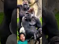 #funny 🤣🦍 video Gorilla ki viral reels