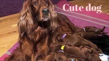 Labrador Puppy Learning and Performing Training Commands | Dog Showing All Training Skills