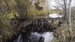 Бобр заблокировал речку