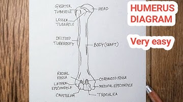 How To Draw Humerus Bone / Humerus Diagram Easy