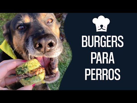 Video: Hamburguesas caseras para perros