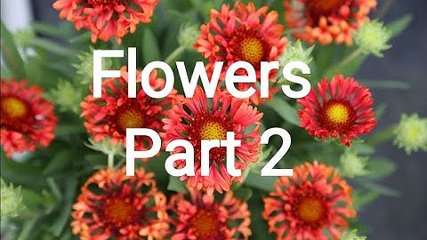 Flowers Specimens Part 2  #B.Sc(Hons)Agriculture #Practical Classes