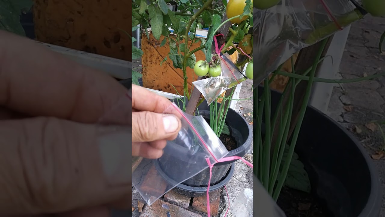 Cara stek tomat media air YouTube Cara stek tomat media air YouTube