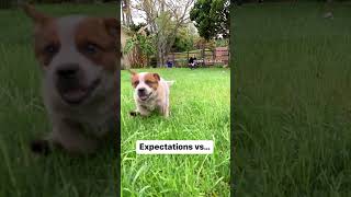 expectation vs reality #australiancattledog #heeler #doglover