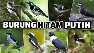 Burung warna hitam putih di Indonesia, burung kicau, 15 jenis burung hitam putih ‼️