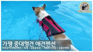 경기도 근교 가평 중형견 대형견 독채 애견펜션 / 하루강아지애견펜션