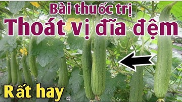 Bài thuốc dân gian trị Thoát vị đĩa đệm. PHAN HẢI channel.