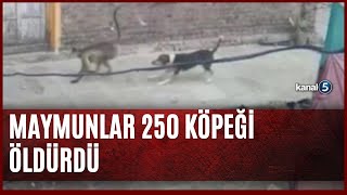 Maymunlar 250 Köpeği Öldürdü Resimi