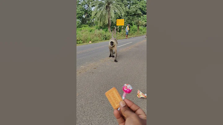 🐒 Monkey Wants Biscuit & Lollipop! 😂 Cute & Funny Moment | #Shorts #Viral