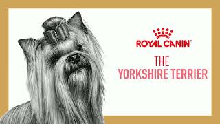 Royal Canin - Yorkshire Terrier Nutrition