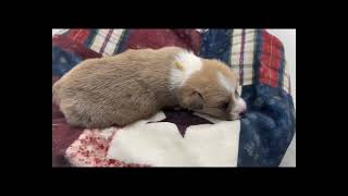 Yellow ID Boy - Week 1-4 - Born July 1, 2026 - Soaring Eagle Corgis