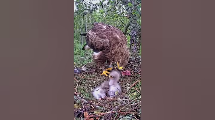 P#929- Review mother birds brings food to feed her babies in the nest, baby birds life #birdslover