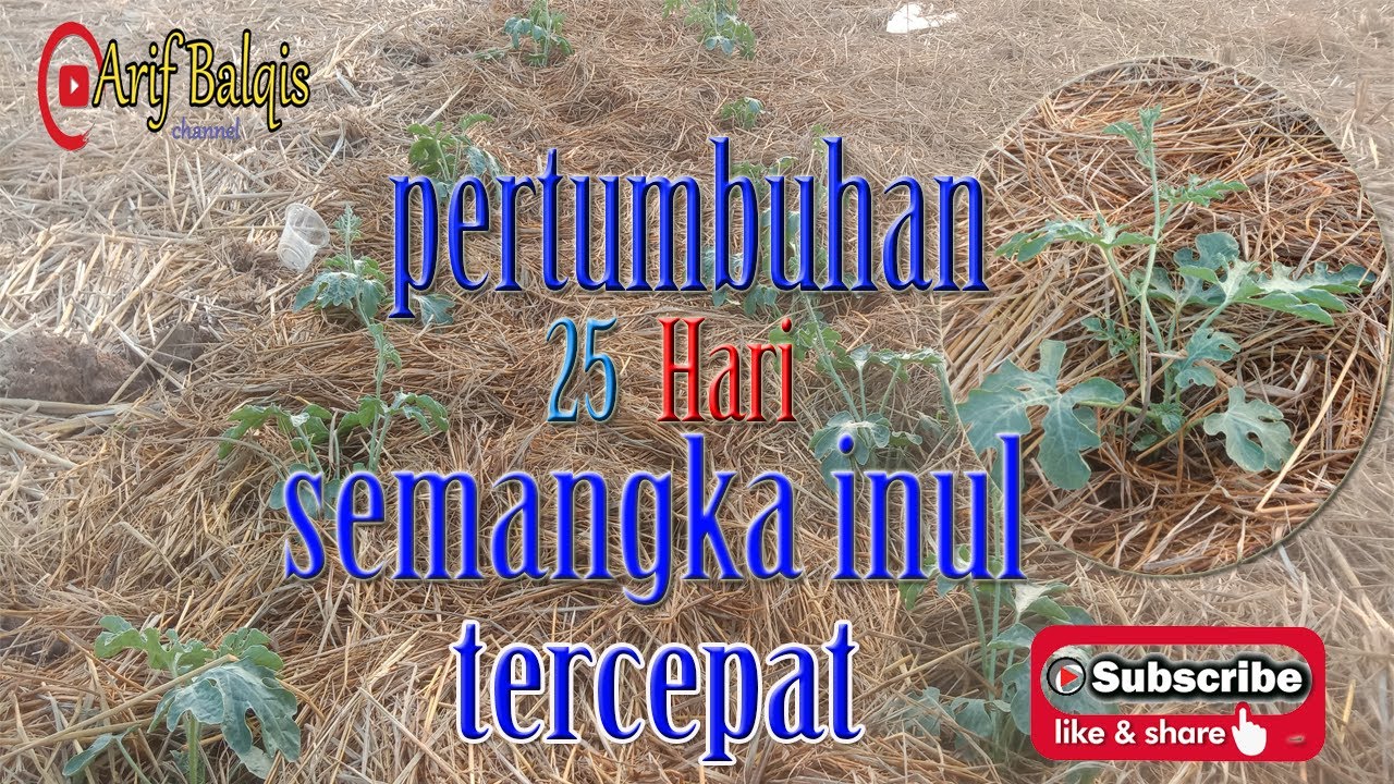pertumbuhan 25 hari semangka inul tercepat