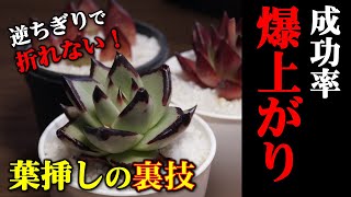 【多肉植物】難しい！アガボイデスの葉挿し方法【人気観葉植物エケベリアの増やし方】