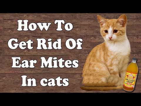 how-to-get-rid-of-ear-mites-in-cats-||-home-remedies-for-ear-mites-in-cats