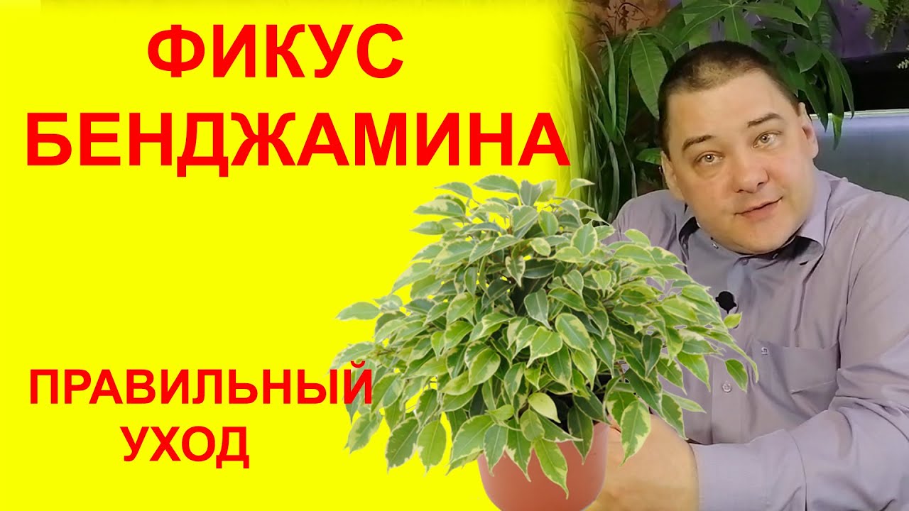 Фикус Бенджамина