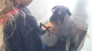 Second session muzzle conditioning. Session 2 Muzzle Conditioning