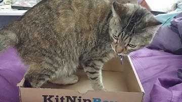Kitnipbox unboxing August 2019 (featuring pilot)