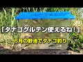 タナゴグルテンで爆釣！6月の野池でタナゴの釣り方を解説