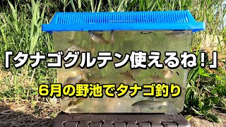 タナゴグルテンで爆釣！6月の野池でタナゴの釣り方を解説