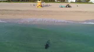 Drone Footage Captures Tiger Shark Roaming Close to Swimmers in Miami