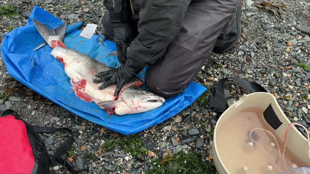 How to fillet salmon on beach with IKEA bag