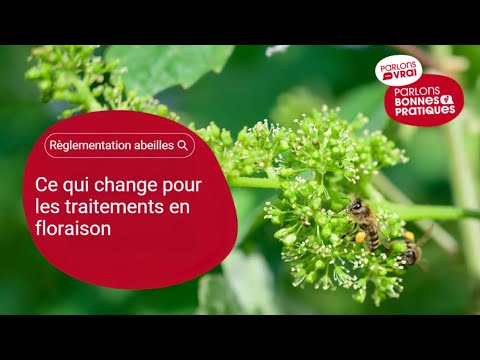 Bee regulation: what changes for treatments during flowering 🍇🐝