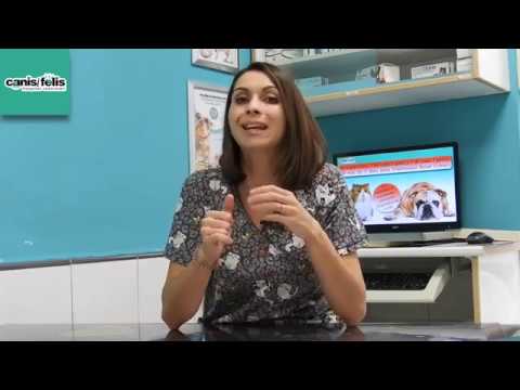 Vídeo: Anèmia Per Malaltia Renal Crònica En Gats