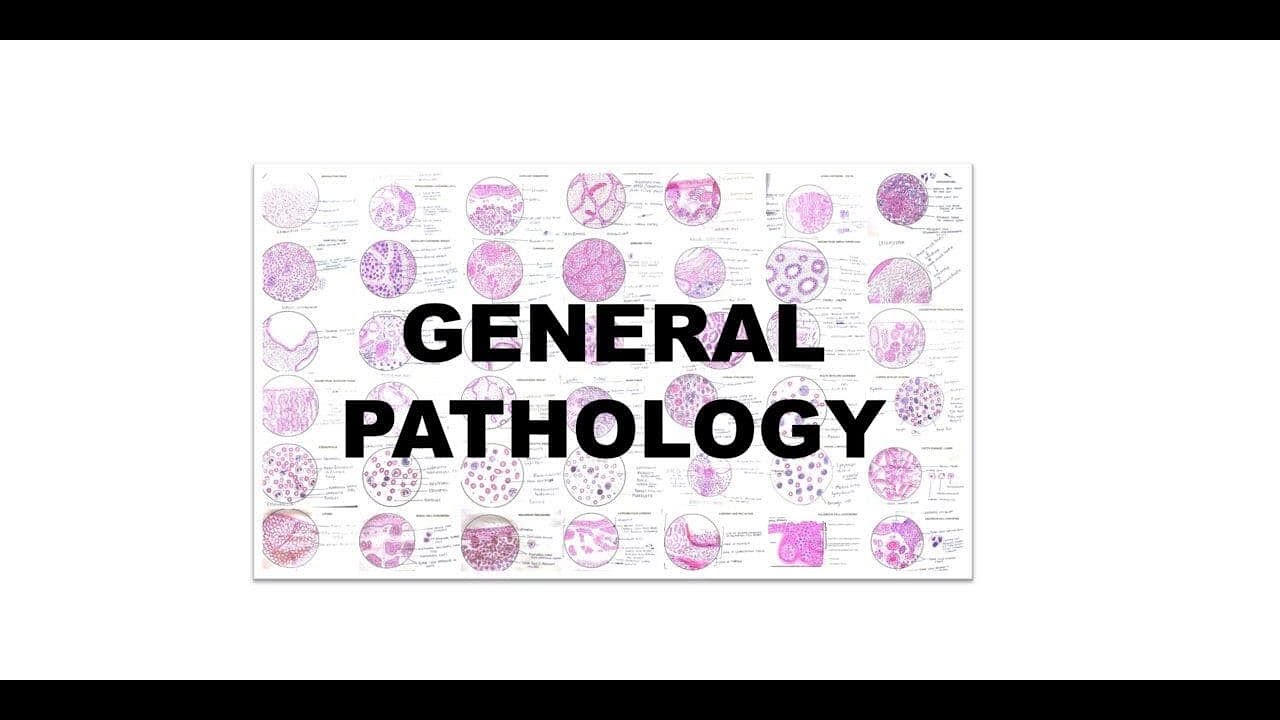Pathology practical part 6 - YouTube