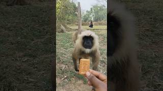 Monkey Runs Fast for Biscuit 😂 | Unexpected Jungle Moment