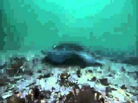 Stingray Locomotion RD