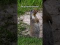 Ground Squirrel on Guard Duty Near Canmore, Alberta #banff #animalencounters #funnyanimals