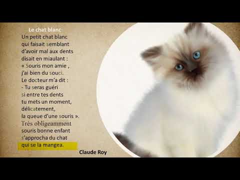 Vidéo: Comment Nommer Un Chat Blanc