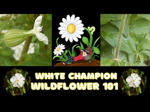 Video: Je White Campion plevel – Tipy pro kontrolu White Campion v krajině