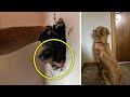 Dog Stares At Wall For Days, So Dad Sets Up a Hidden Camera