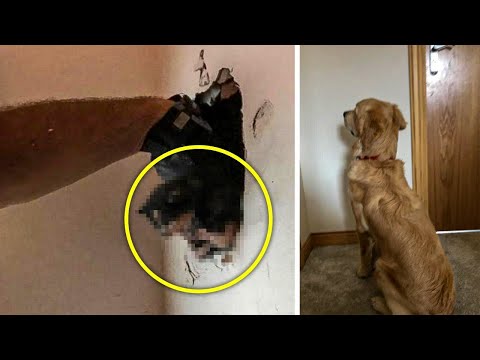 Dog Stares At Wall For Days, So Dad Sets Up A Hidden Camera