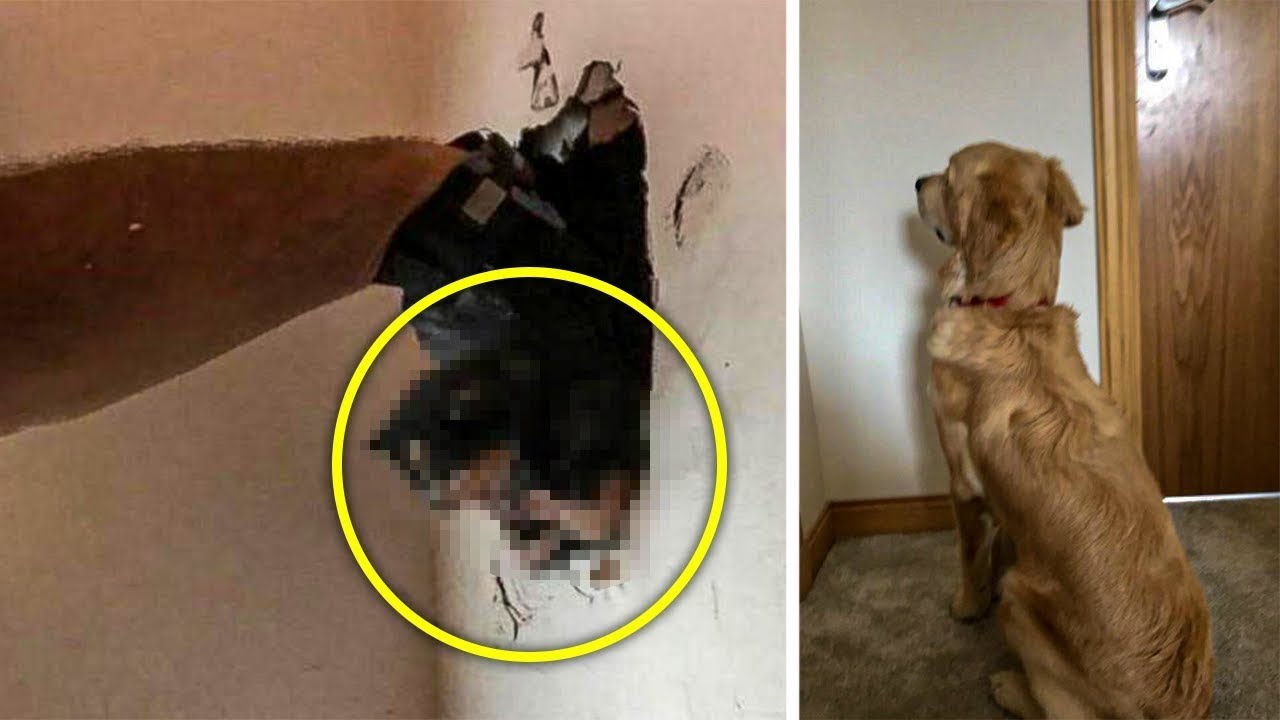 Dog Stares At Wall For Days, So Dad Sets Up a Hidden Camera YouTube
